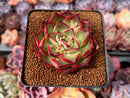 Echeveria 'Marshmallow' 3" Succulent Plant