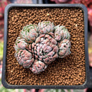Echeveria 'Jandiro' 1" Cluster New Hybrid Succulent Plant