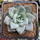 Echeveria 'German Champaign' 2" Succulent Plant