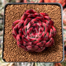 Echeveria Agavoides 'Fire Pillar' 2" Succulent Plant