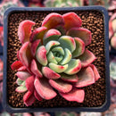 Echeveria 'Princess Frill' 2" Succulent Plant
