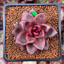 Echeveria Agavoides 'Pine Rose' 1" Succulent Plant