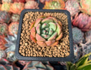 Echeveria 'Apple Pie' 1" Succulent Plant