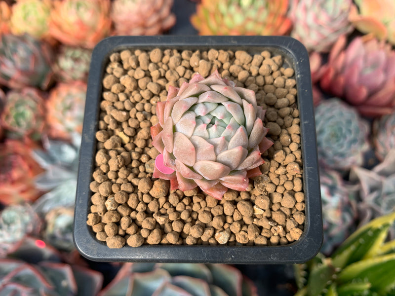 tiny rose succulent Echeveria 'Little Rose' 1" Succulent Plant – True Succulents Plant Co