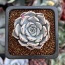 Echeveria 'Gray Rosa' 1" Succulent Plant