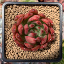 Echeveria Agavoides 'Frank Reinalt' 2" Succulent Plant