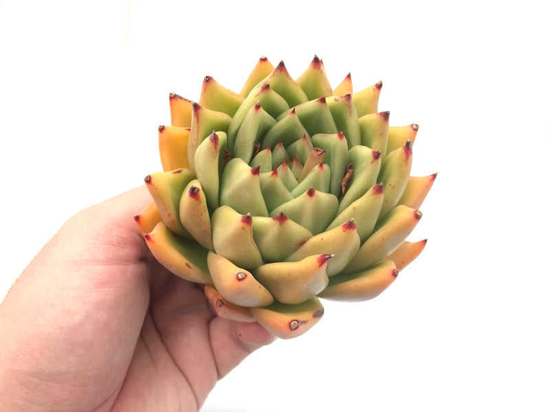 Echeveria Agavoides sp. 4”-5" Rare Succulent Plant