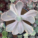 Echeveria 'Pampoteus' Variegated 4"-5" (Not Jocelyn's Joy Variegated) Succulent Plant