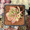 Echeveria 'Minibelle' Variegated 2" Succulent Plant