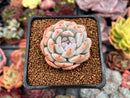 Echeveria 'Hosikage' 2" Succulent Plant