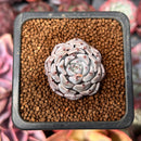 Echeveria 'Grayrosa' 1" Succulent Plant
