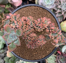 Echeveria 'Bicolor' Crested 4"-5" Succulent Plant