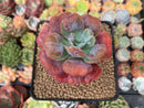 Echeveria 'Hearts Delight' 2" Succulent Plant
