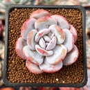 Echeveria 'Laui' 1"-2" Powdery Succulent Plant