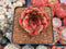 Echeveria Agavoides 'Rose Garnet' 2"-3" Succulent Plant