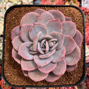 Echeveria 'Missing You' 4"-5" Large Succulent Plant