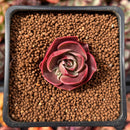 Echeveria 'Red Tan' 1" Succulent Plant