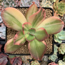 Echeveria 'Jyulia' Variegated 4" Succulent Plant