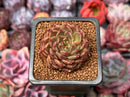Echeveria 'Joy' 1" Succulent Plant