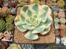 Echeveria 'Compton Carousel' 3" Succulent Plant
