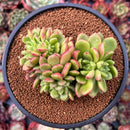 Cremneria 'Chubbs' Crested (Cremnophila linguifolia x Echeveria setosa var. ciliata) 3" Succulent Plant