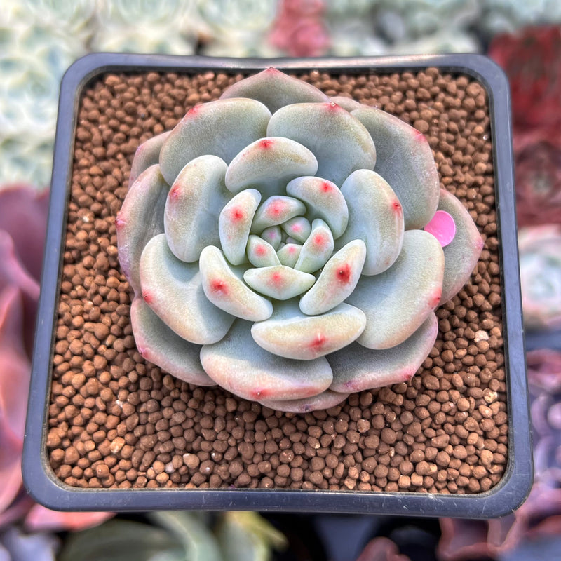 Echeveria 'Ariel' 2