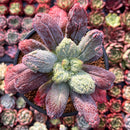 Echeveria 'Linguas' 4" Succulent Plant