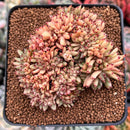Echeveria Agavoides Crested 3" Succulent Plant