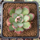 Echeveria 'Casio' 1"-2" Succulent Plant