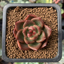 Echeveria Agavoides 'Red Wine' 1" Succulent Plant