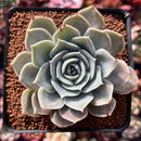 Echeveria 'Texas Red' 2" Succulent Plant