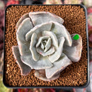 Echeveria 'Lilacina' Mutated 2" Succulent Plant