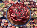 Echeveria Agavoides 'Amestro' 4" Succulent Plant