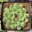 Echeveria Agavoides 'Amethyst' 3"-4" Succulent Plant