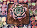 Echeveria 'Sharman' 2"-3" Succulent Plant