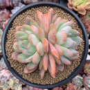 Echeveria 'Starmark' 4"-5" Large Succulent Plant