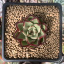 Echeveria 'Ebony' Hybrid 1" Succulent Plant