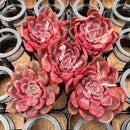 Echeveria 'Mina' 1"-2" *Set of 5* Succulent Plants