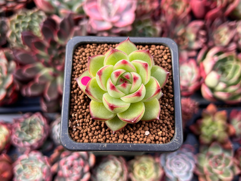 Echeveria 'Moonstone' 1
