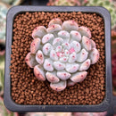 Echeveria 'Viyant' 1" Succulent Plant