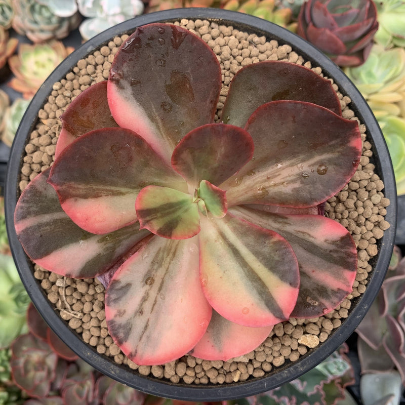 succulent plants ebay Echeveria 'Primadonna' Variegated 5" Succulent Plant – True Succulents Plant  Co