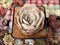 Echeveria 'Lilacina' Marble Variegated 3" Succulent Plant