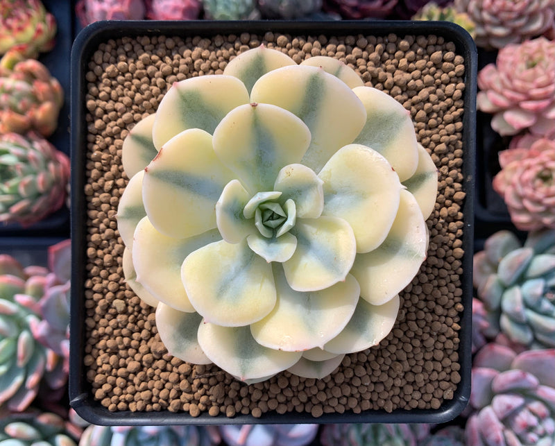 runyonii succulent Echeveria Runyonii Variegated (Aka Echeveria 'Akaihosi' Variegated) 4" – True Succulents Plant Co