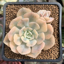 Echeveria Runyonii Variegated (Aka Echeveria 'Akaihosi' Variegated) 2" Succulent Plant