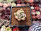 Echeveria Agavoides 'Saint Louis' Variegated 1" Succulent Plant