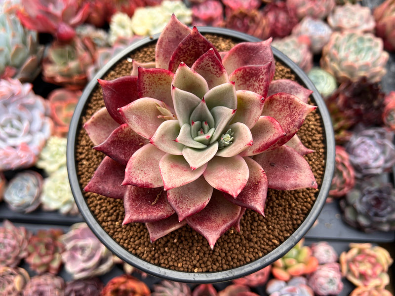 peace succulent Echeveria Agavoides 'Love and Peace' 4" Succulent Plant – True Succulents Plant Co