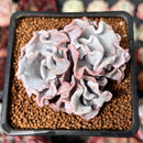 Echeveria 'Crispate Beauty' 2" Triple Headed Cluster Succulent Plant