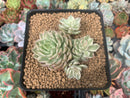 Echeveria 'Margaret' Variegated 1" Succulent Plant