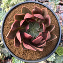 Echeveria 'Black Night' 4" Succulent Plant