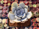 Echeveria 'Tiramisu' 2"-3" Powdery Succulent Plant